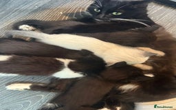 Mixed Breed cats for sale: Lovely boys - Image 2