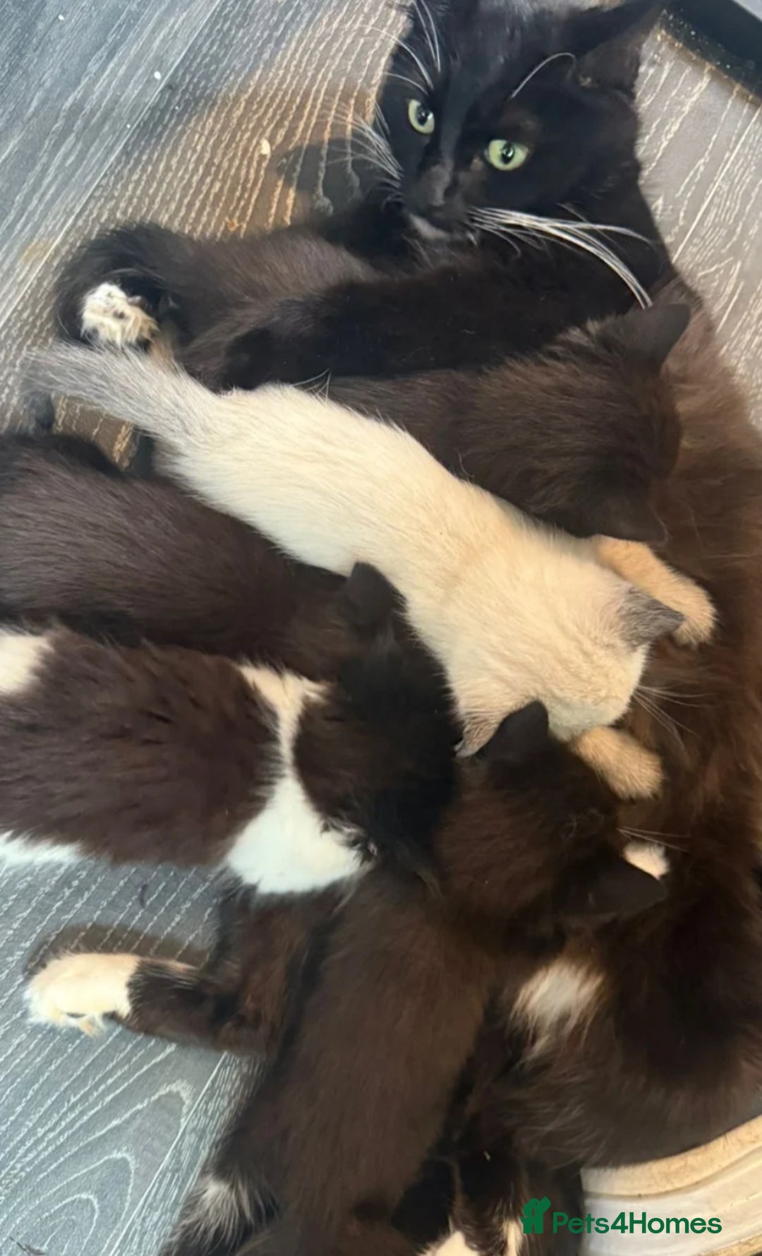 Mixed Breed cats for sale: Lovely boys - Image 2