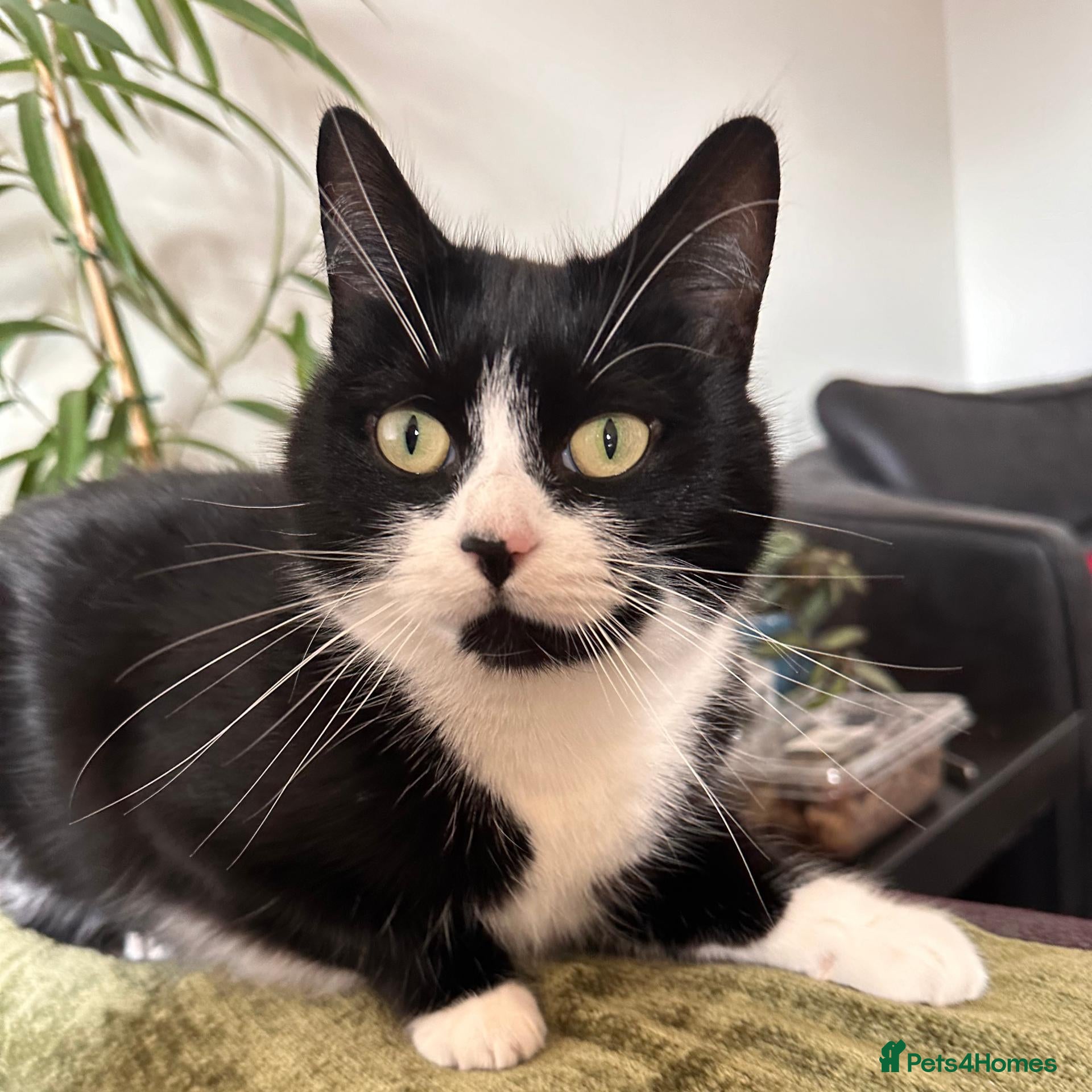 Mixed Breed cats Bella is a Playful & Affectionate Kitten - Advert 2