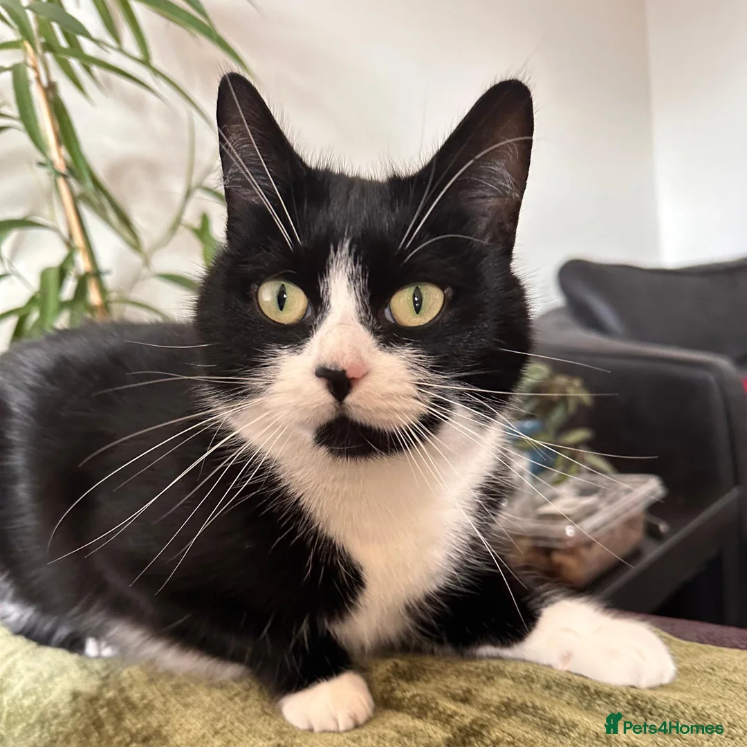 Mixed Breed cats for adoption: Bella is a Playful & Affectionate Kitten - Advert 1