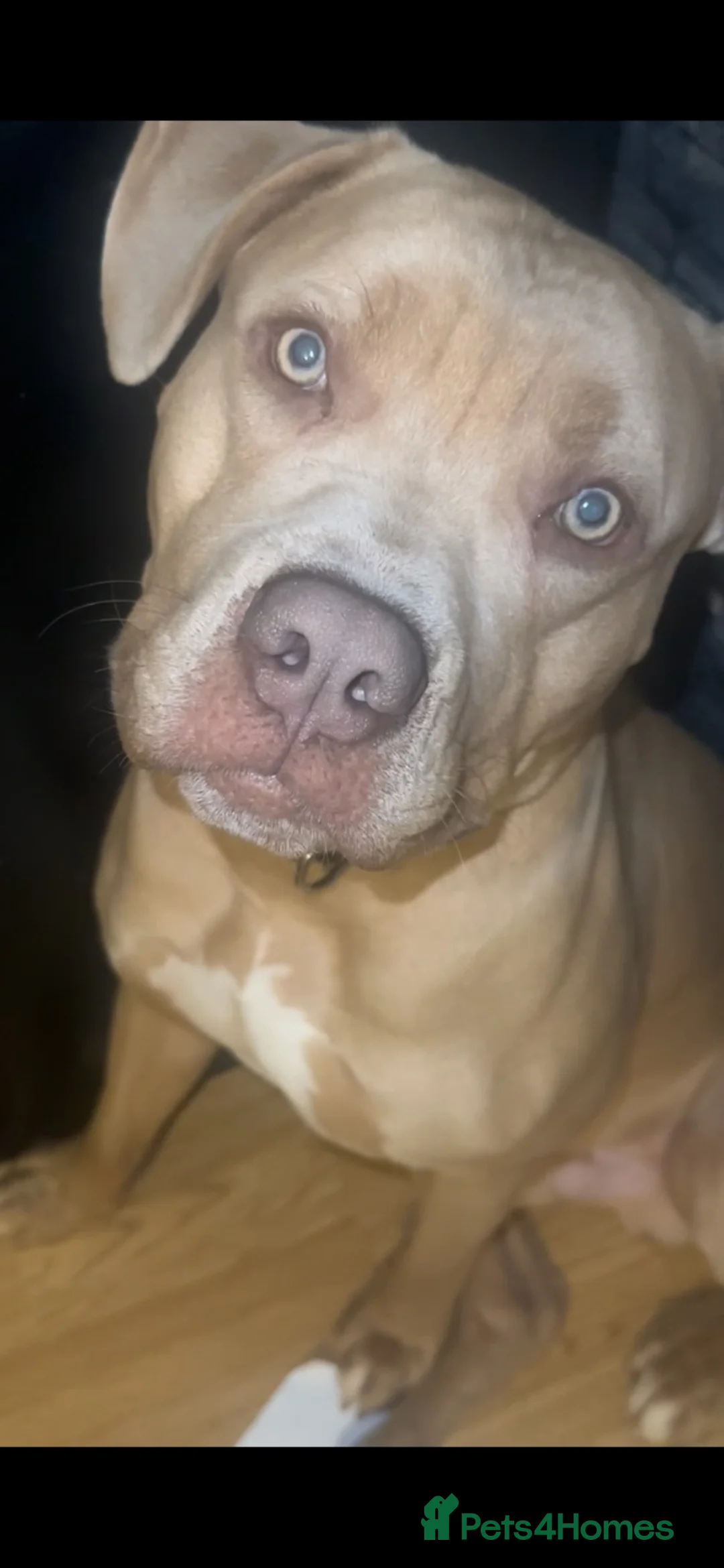 Bandog dogs for sale: Adult American Bulldog for Sale.  in London - Advert 1