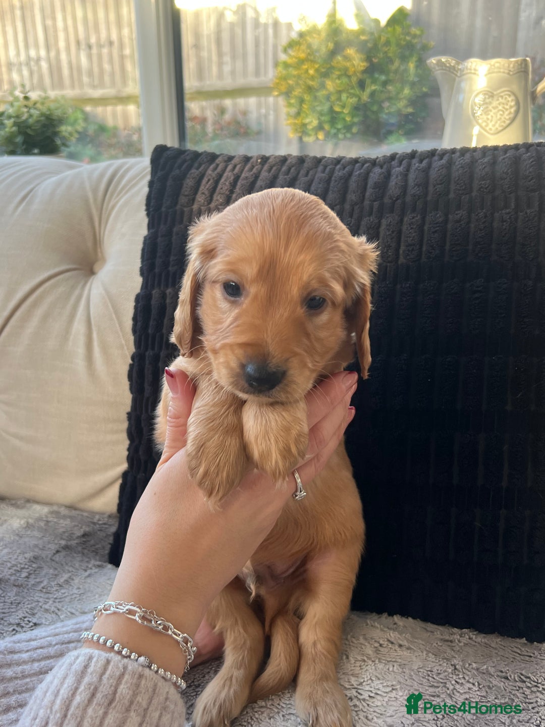 Cockapoo dogs for sale: Exceptional Cockapoo puppies 🐶  - Advert 1