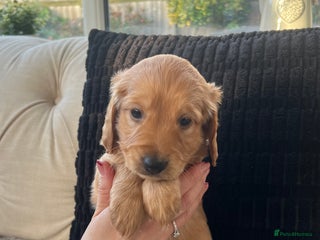 Cockapoo dogs Exceptional Cockapoo puppies 🐶 - Advert 1