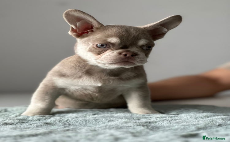 French Bulldog dogs - Advert 13