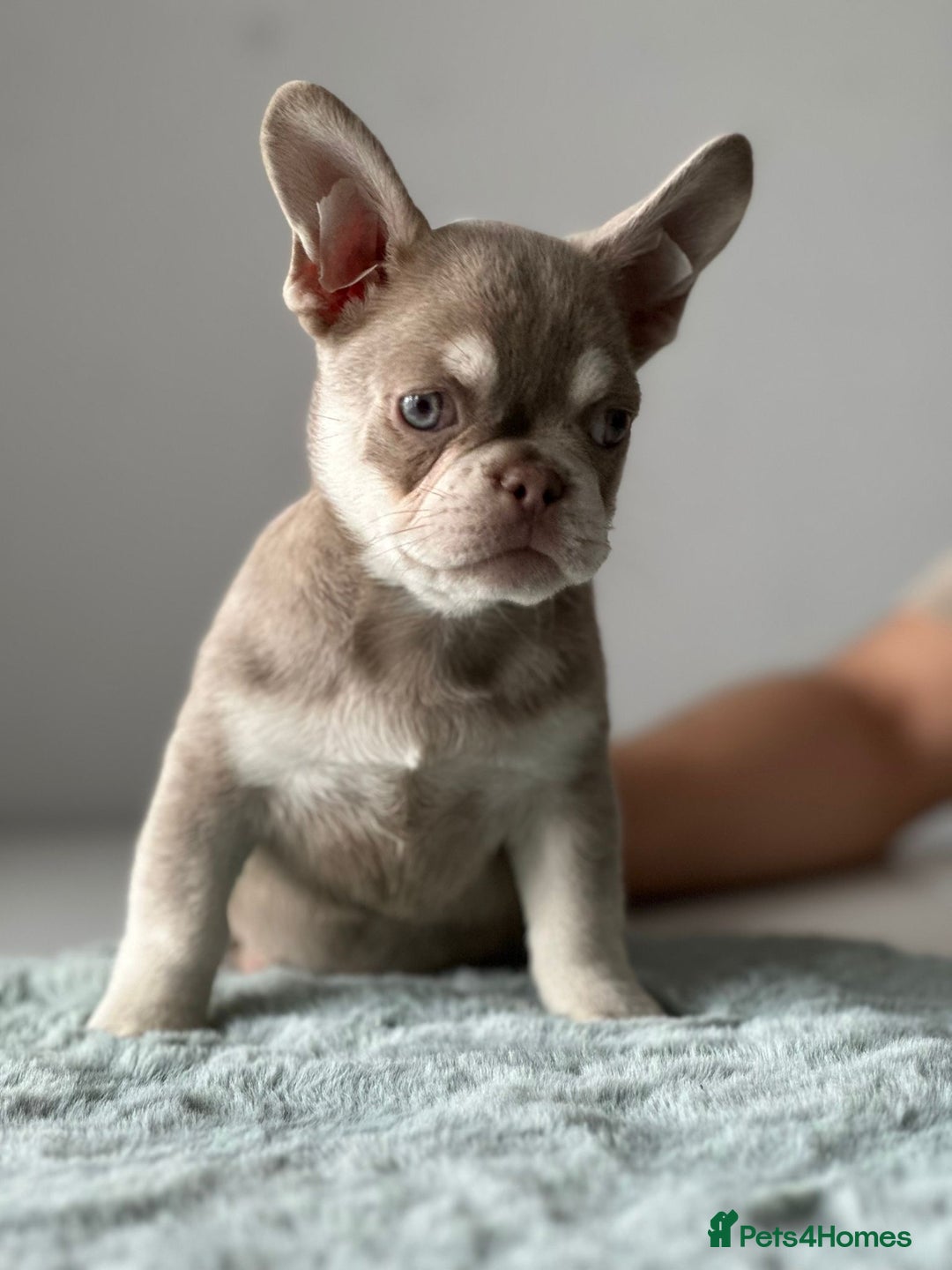 French Bulldog dogs for sale: French bull dog puppies - Image 1