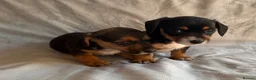 Jack Russell dogs for sale: Miniature Jack Russell puppies  - Advert 14