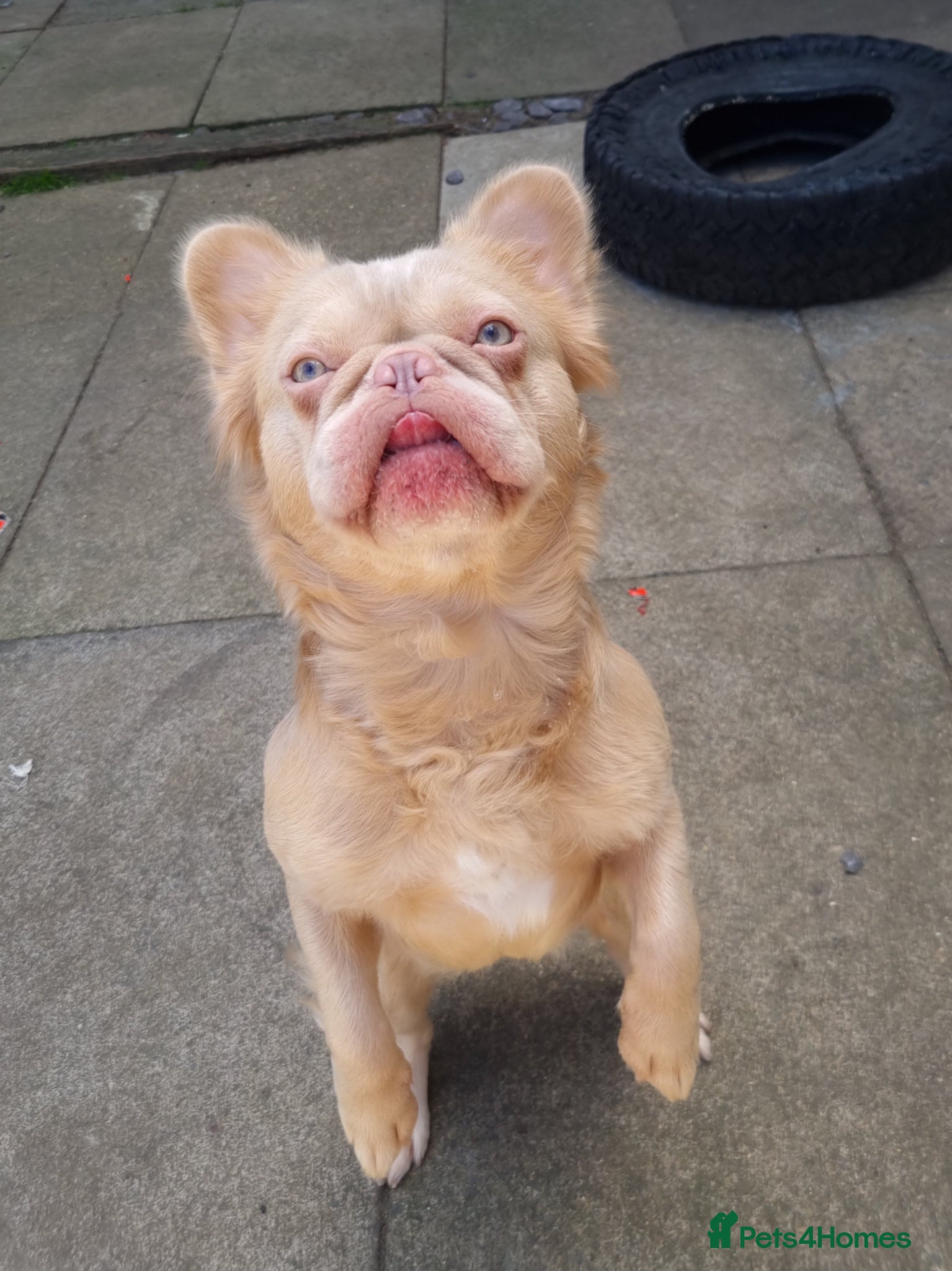 French Bulldog dogs Brother and sister for sale - Advert 1