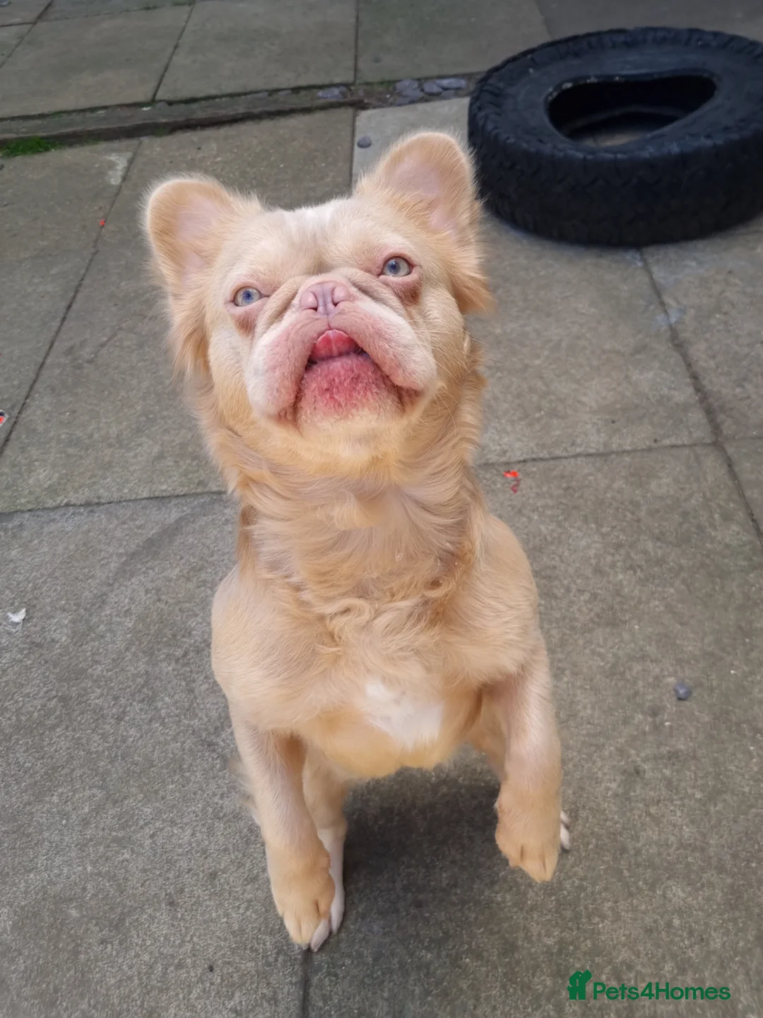French Bulldog dogs for sale: Brother and sister for sale - Advert 1