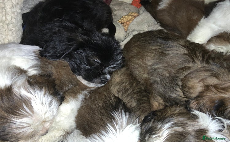 Cava Tzu dogs - Advert 1