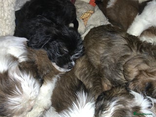 Cava Tzu dogs Gorgeous F1 Cava Ztu puppies - Advert 16