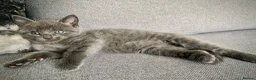 Mixed Breed cats for sale: Ragdoll mix mother 4 kittens - Advert 10