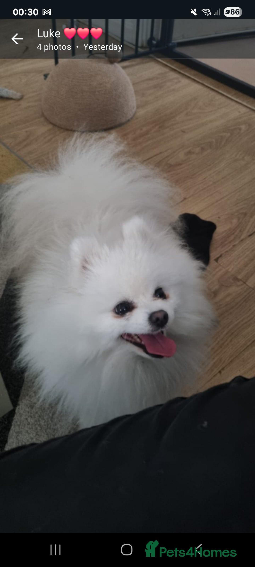 Pomeranian dogs for stud: STUNNING WHITE RUSSIAN POM  in Birmingham - Image 7