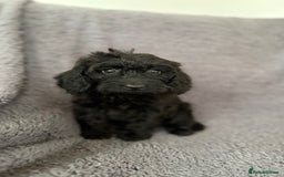 Cockapoo dogs for sale: 2 beautiful cocker poo puppies  - Image 3