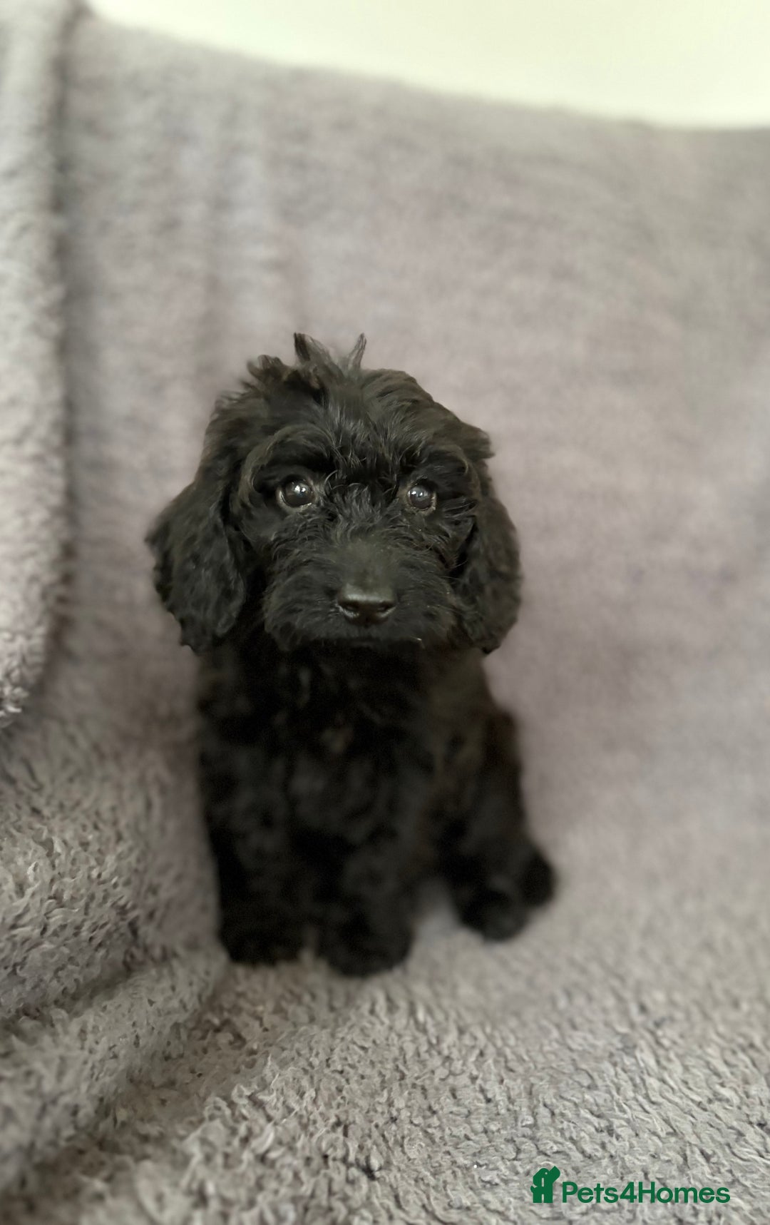 Cockapoo dogs for sale: 2 beautiful cocker poo puppies  - Image 3
