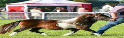 Shetland pony horses for sale: Top miniature Shetland mare - Advert 5