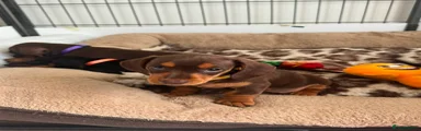 Miniature Dachshund 5
