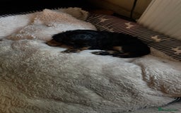 Cavapoo dogs for sale: Gorgeous phantom puppies - Image 5