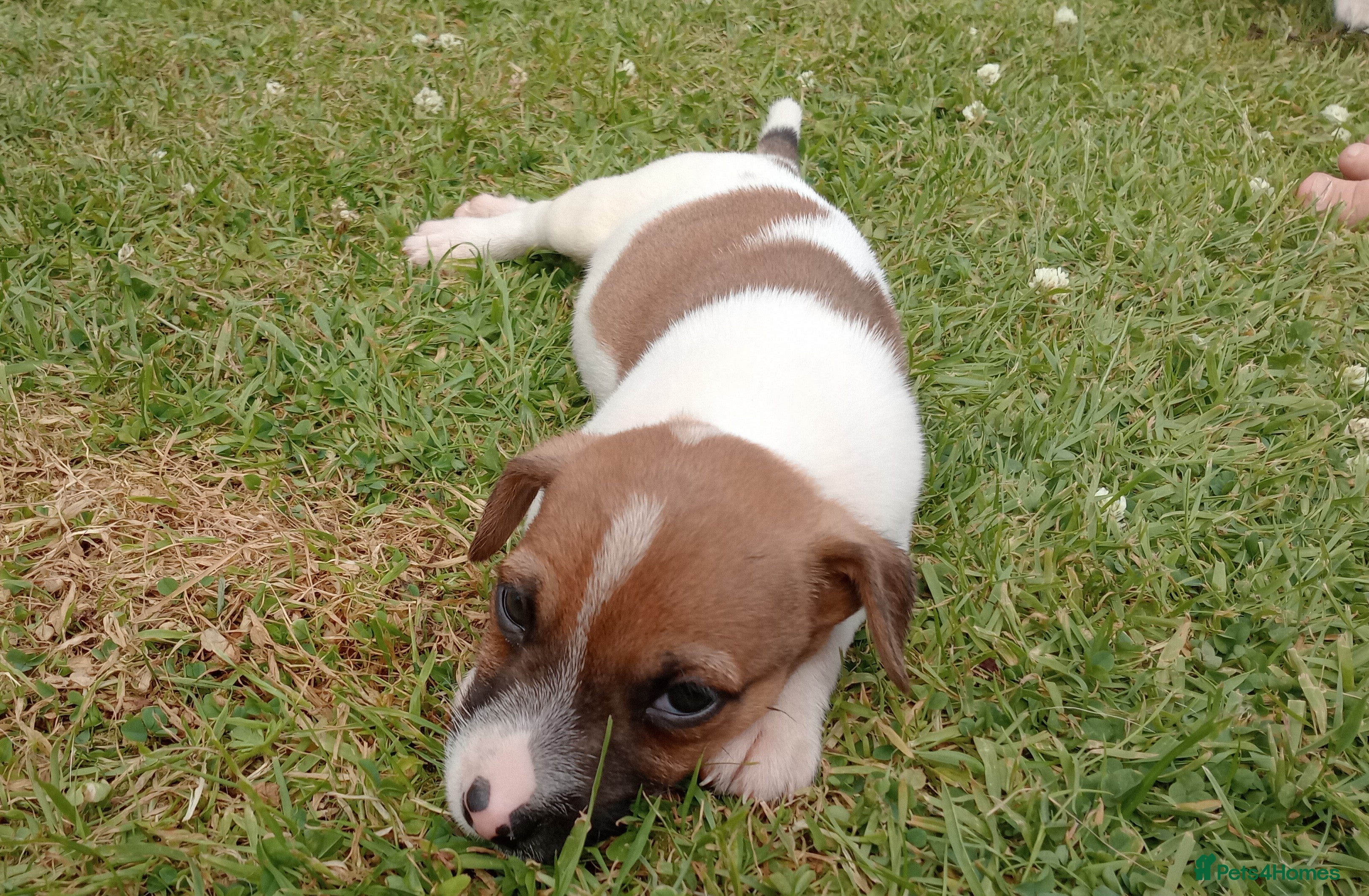 Jack Russell dogs Working Jack Russell Puppies  - Advert 2