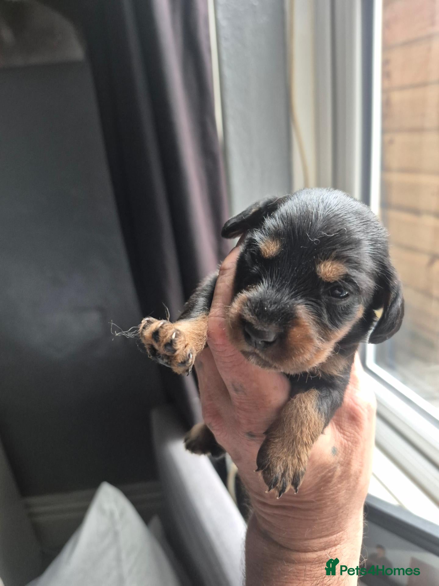Mixed Breed dogs Cavapoo x dashound  - Advert 2