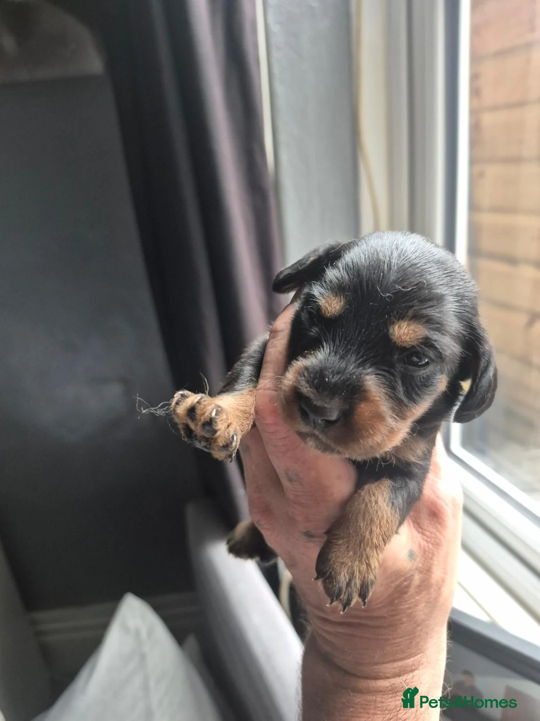 Mixed Breed dogs for sale: Cavapoo x dashound  - Advert 1