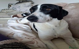 Pointer dogs for adoption: Charlie is looking for his forever home  - Image 10
