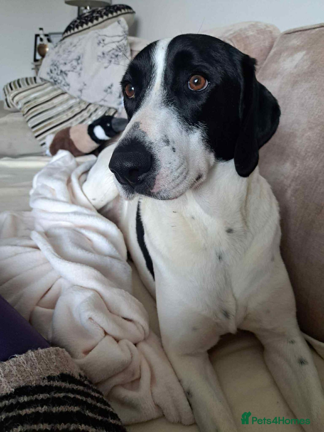 Pointer dogs for adoption: Charlie is looking for his forever home  - Image 10