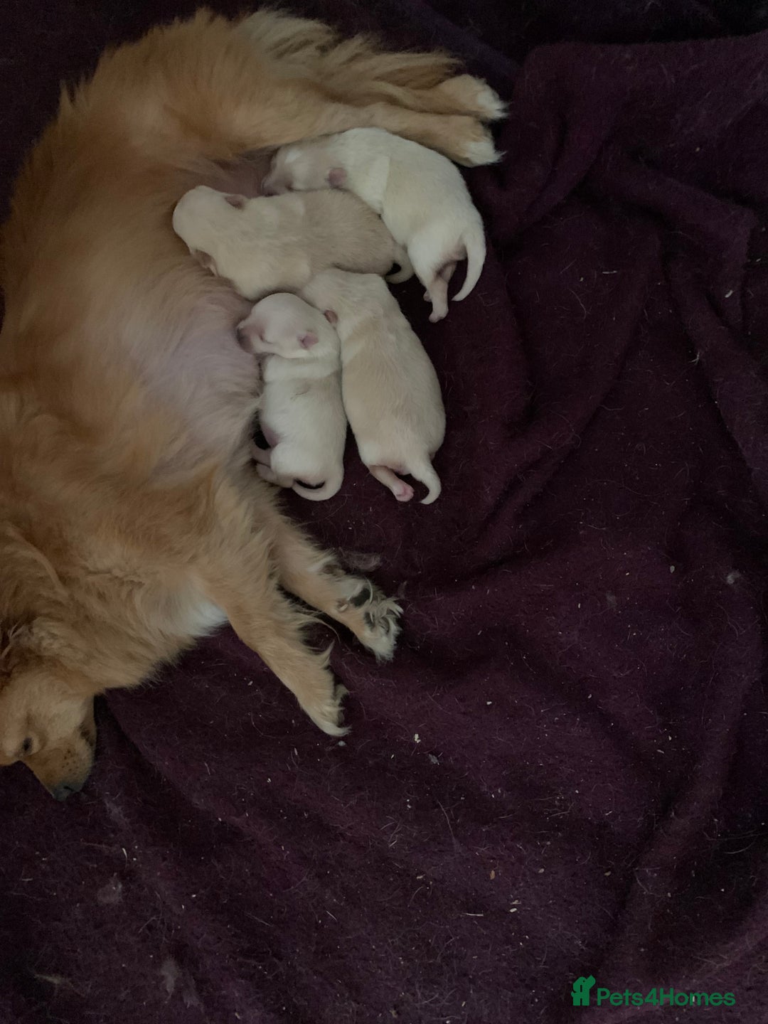 Pomeranian dogs for sale: Pure Pomeranian Puppies - Image 10