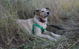 Mixed Breed dogs for adoption: 💙🐶 NICK AND MAILY 🐶💖 - Image 11
