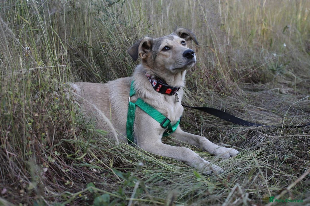 Mixed Breed dogs for adoption: 💙🐶 NICK AND MAILY 🐶💖 - Image 11