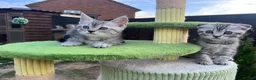 British Shorthair cats for sale: ❤️British shorthair Fold&Maine Coon ❤️ - Advert 4