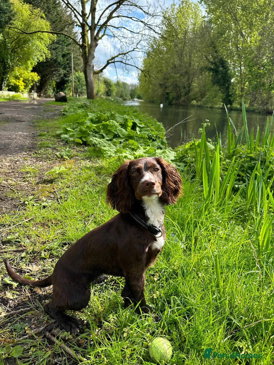 Cockalier dogs for sale: Working Spaniel x Cavalier King Charles Spaniel - Advert 2