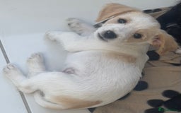 Mixed Breed dogs for sale: 3 male Jackapoo Pups - Image 3