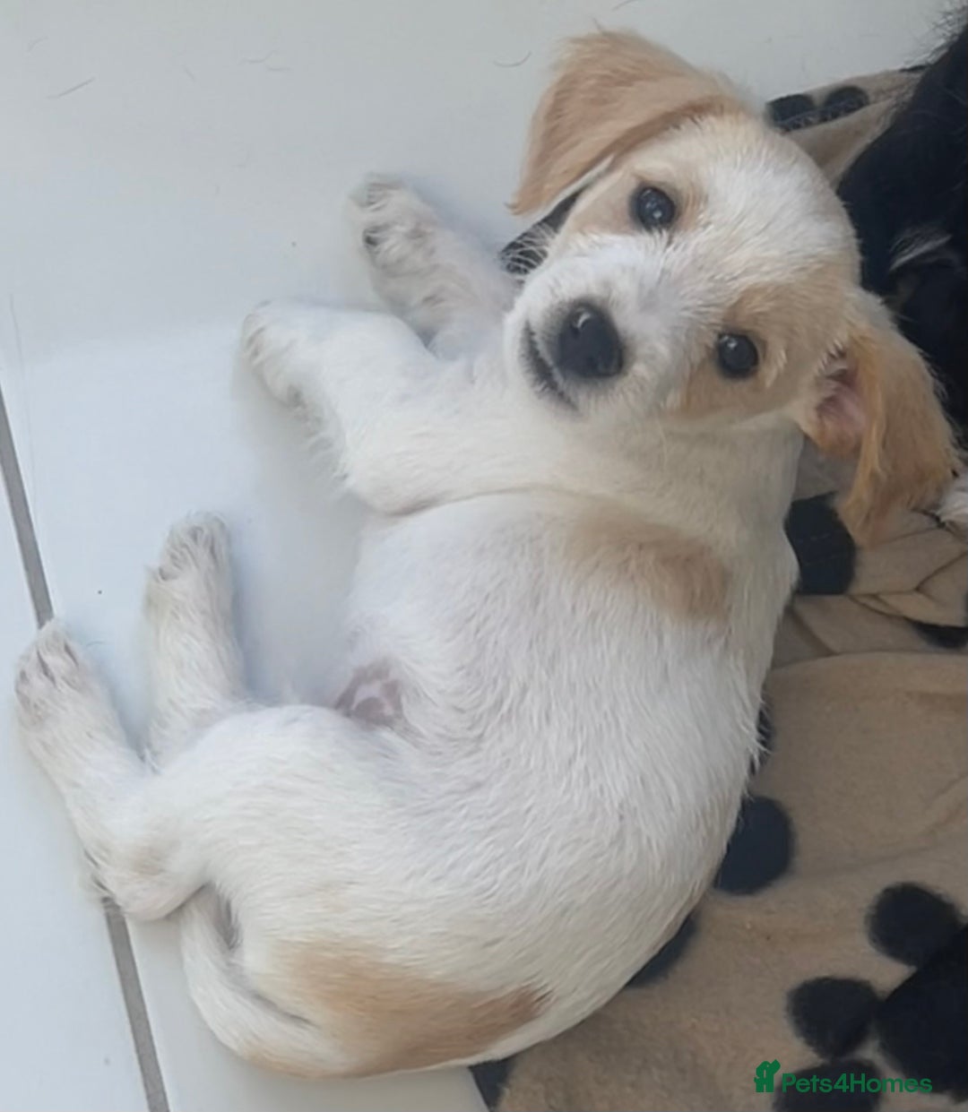 Mixed Breed dogs for sale: 3 male Jackapoo Pups - Image 3