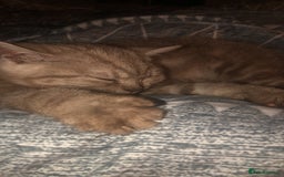 British Shorthair cats for sale: Last beautiful little British short haired boy  - Image 4