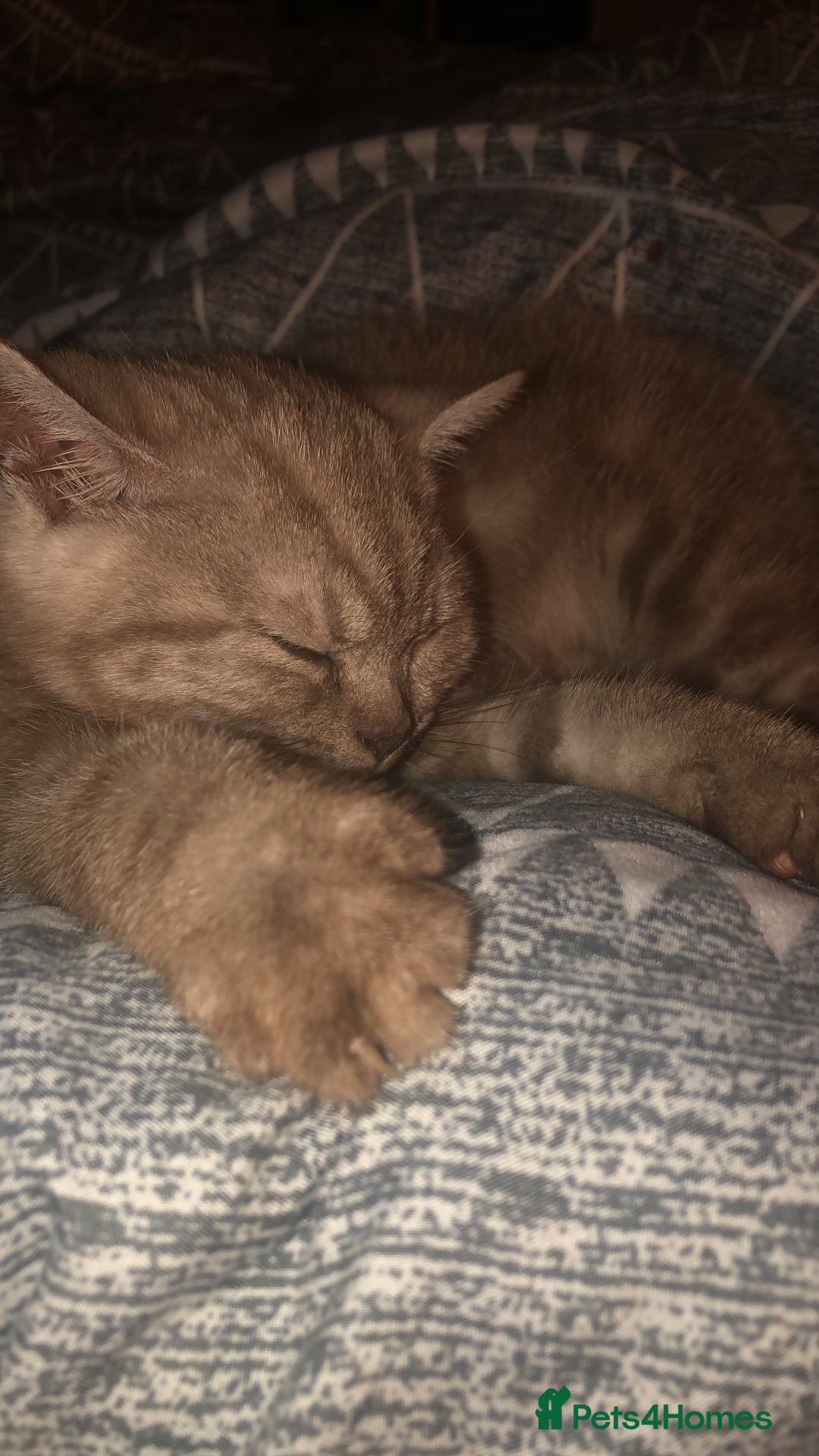 British Shorthair cats for sale: Last beautiful little British short haired boy  - Image 4