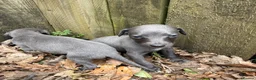 Whippet dogs for sale: Small Blue Whippets  - Advert 6