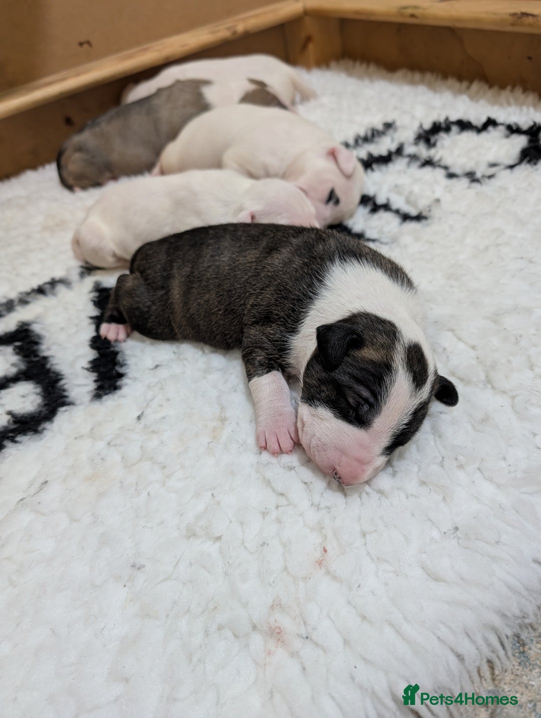 English Bull Terrier dogs for sale: English bull terrier pups - Advert 8