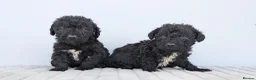 Bedlington Terrier dogs for sale: Adorable Blue Working Type Bedlington Pups  - Advert 4