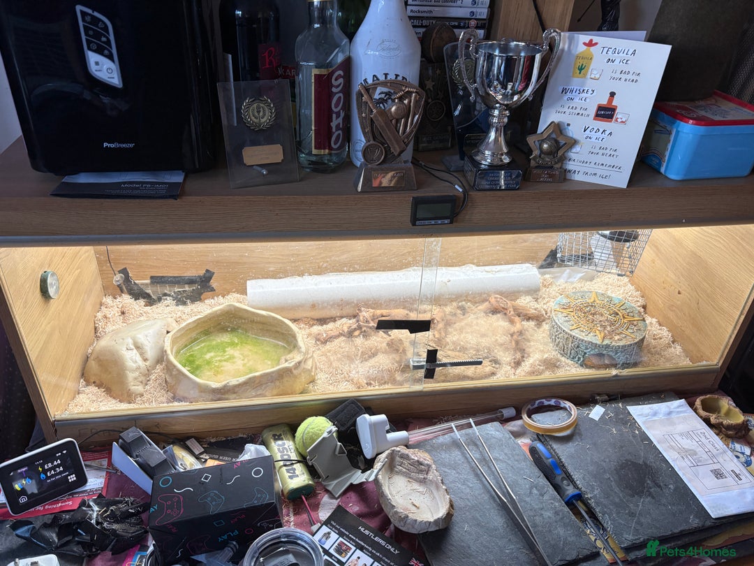 Corn Snake reptiles for sale: Female Corn Snake - Advert 5