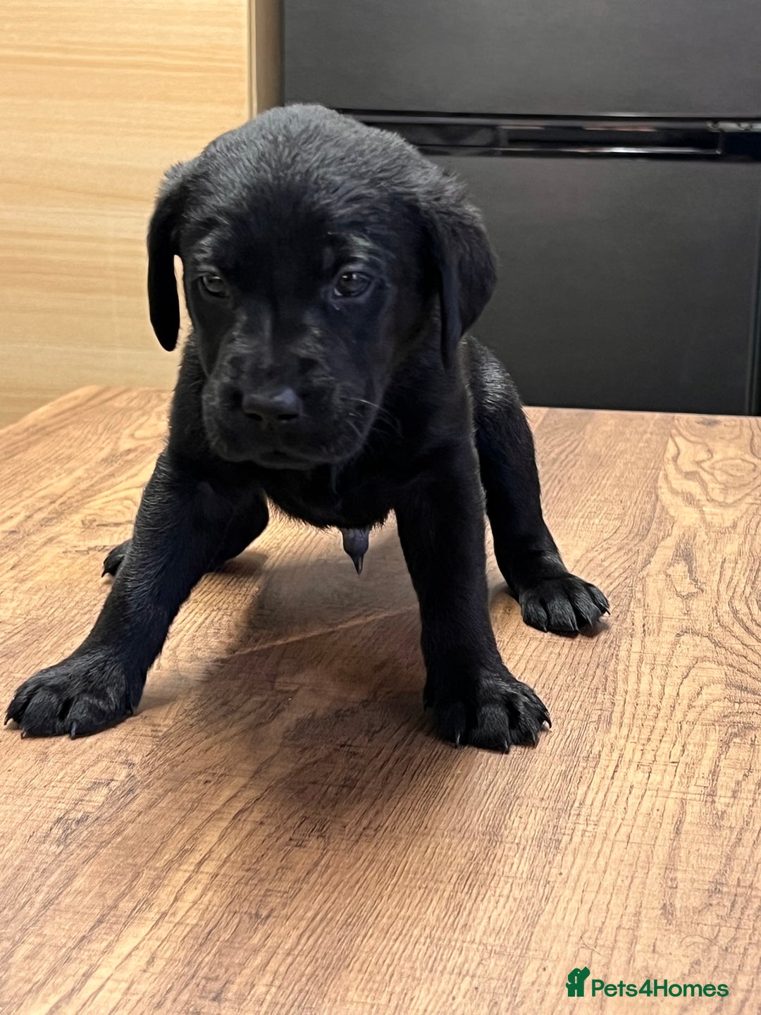 Labrador Retriever dogs for sale: Litter of 8 lab pups ready for new life adventure - Advert 5