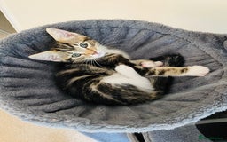 Domestic Shorthair cats for sale: Ragdoll Cross X DSH - Image 18