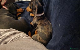 Dachshund dogs for sale: Mini miniature  dashound - Image 4