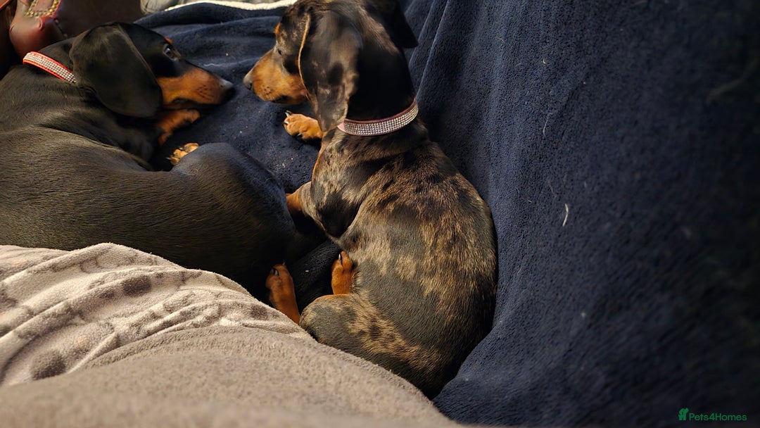 Dachshund dogs for sale: Mini miniature  dashound - Image 4