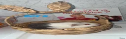 Guinea Pig rodents for sale: 4 baby guinea pigs looking for their forever home - Advert 7