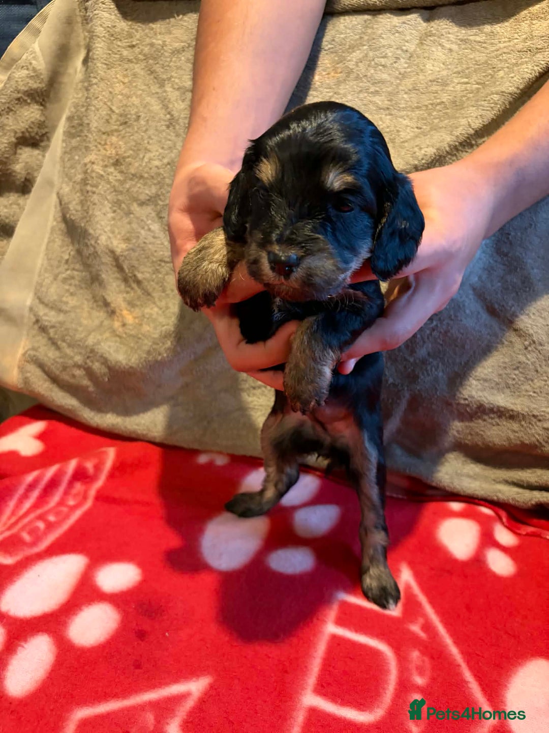 Cockapoo dogs for sale: Stunning health tested F1b toy cockapoos - Advert 7