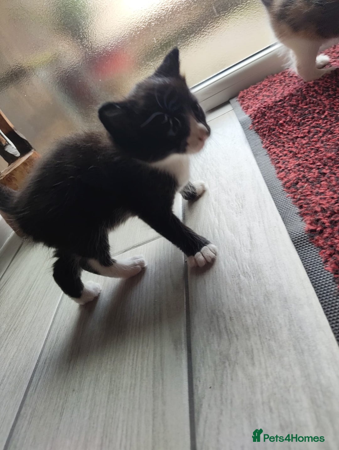 Mixed Breed cats for sale: 4 Mixed Breed Kittens  - Image 12
