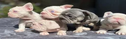 French Bulldog dogs for sale: 7 beautiful French bulldog puppies  - Advert 20