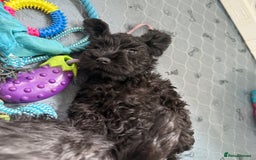 Miniature Schnauzer dogs for sale: health tested parents  - Image 21
