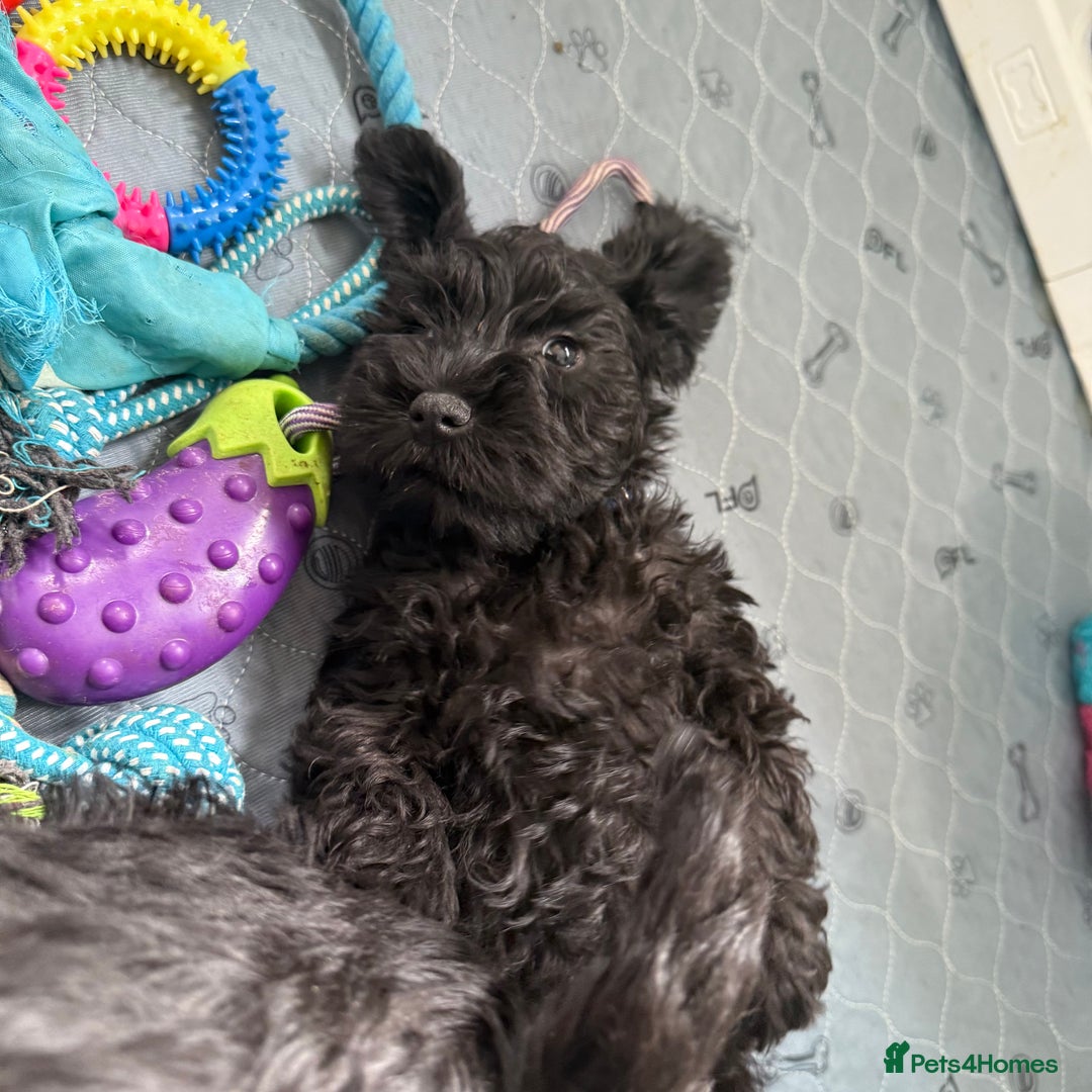Miniature Schnauzer dogs for sale: health tested parents  - Image 21