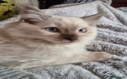 Ragdoll cats for sale: Stunning 3/4 Ragdoll kittens - Advert 11